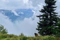 IMG_8390
