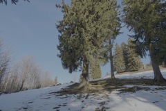 2025-01-Schneeschuhtour_10